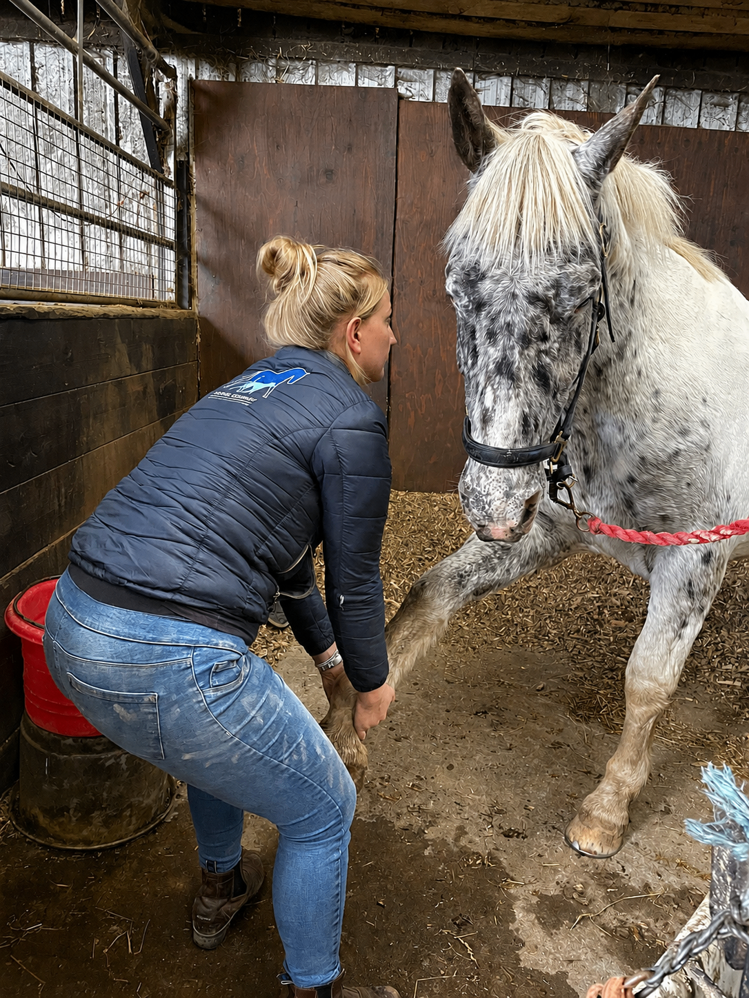 Veterinary physiotherapist performing a leg stretch on an Appaloosa horse